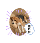 ビーグルのトムくん Part4（個別スタンプ：17）