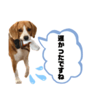 ビーグルのトムくん Part4（個別スタンプ：20）