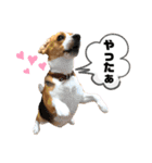 ビーグルのトムくん Part4（個別スタンプ：24）