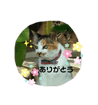 ねこのウリ（個別スタンプ：2）
