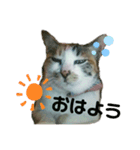 ねこのウリ（個別スタンプ：3）