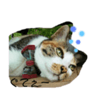 ねこのウリ（個別スタンプ：4）
