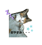 ねこのウリ（個別スタンプ：5）