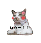 ねこのウリ（個別スタンプ：6）