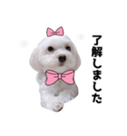 毎日白い犬3（個別スタンプ：4）