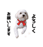 毎日白い犬3（個別スタンプ：8）