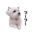 毎日白い犬3（個別スタンプ：23）