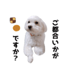 毎日白い犬3（個別スタンプ：25）