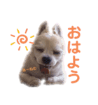 まんまるチョコたん（個別スタンプ：1）