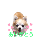 まんまるチョコたん（個別スタンプ：3）