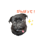 パグのくろまめちゃん。第2段（個別スタンプ：21）