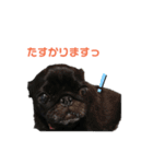 パグのくろまめちゃん。第2段（個別スタンプ：30）