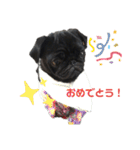 パグのくろまめちゃん。第2段（個別スタンプ：33）