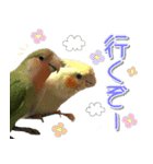 インコ好きにはたまらないスタンプ（個別スタンプ：3）