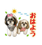 シーズー★和菓子family（個別スタンプ：1）