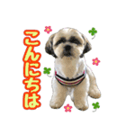シーズー★和菓子family（個別スタンプ：3）