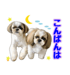 シーズー★和菓子family（個別スタンプ：4）