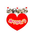 シーズー★和菓子family（個別スタンプ：7）