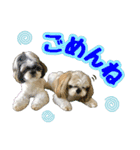 シーズー★和菓子family（個別スタンプ：8）
