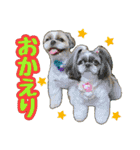シーズー★和菓子family（個別スタンプ：10）