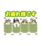 シーズー★和菓子family（個別スタンプ：11）