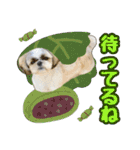 シーズー★和菓子family（個別スタンプ：15）