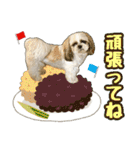シーズー★和菓子family（個別スタンプ：16）