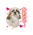 シーズー★和菓子family（個別スタンプ：18）
