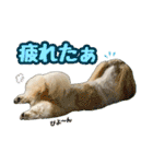 シーズー★和菓子family（個別スタンプ：19）
