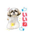 シーズー★和菓子family（個別スタンプ：20）
