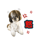 シーズー★和菓子family（個別スタンプ：22）