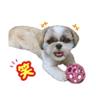 シーズー★和菓子family（個別スタンプ：23）