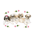 シーズー★和菓子family（個別スタンプ：31）