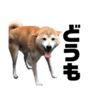 柴犬ふじまる5（個別スタンプ：1）