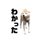 柴犬ふじまる5（個別スタンプ：4）