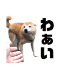 柴犬ふじまる5（個別スタンプ：5）