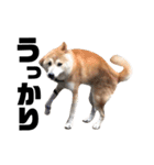 柴犬ふじまる5（個別スタンプ：6）