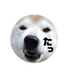 柴犬ふじまる5（個別スタンプ：9）