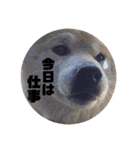 柴犬ふじまる5（個別スタンプ：10）