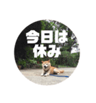 柴犬ふじまる5（個別スタンプ：11）