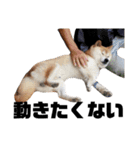 柴犬ふじまる5（個別スタンプ：13）