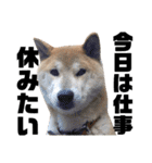 柴犬ふじまる5（個別スタンプ：14）
