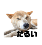 柴犬ふじまる5（個別スタンプ：15）