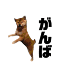 柴犬ふじまる5（個別スタンプ：16）