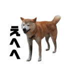 柴犬ふじまる5（個別スタンプ：17）