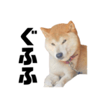 柴犬ふじまる5（個別スタンプ：18）