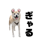 柴犬ふじまる5（個別スタンプ：19）