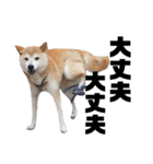 柴犬ふじまる5（個別スタンプ：20）