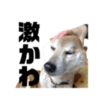 柴犬ふじまる5（個別スタンプ：21）