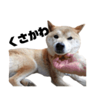 柴犬ふじまる5（個別スタンプ：22）